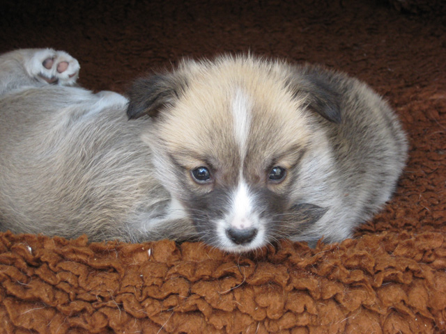 pup